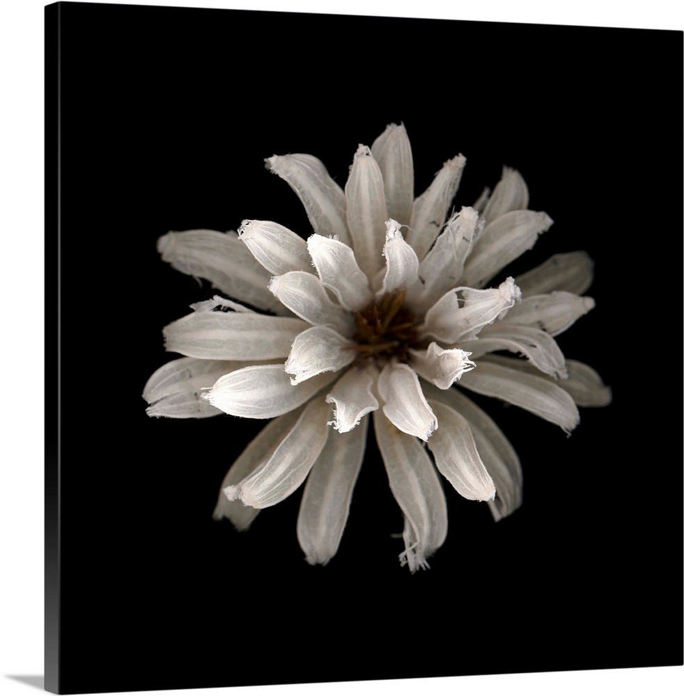 Square photograph of a white flower against a black background.