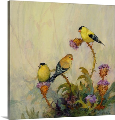 American Goldfinch No. 1