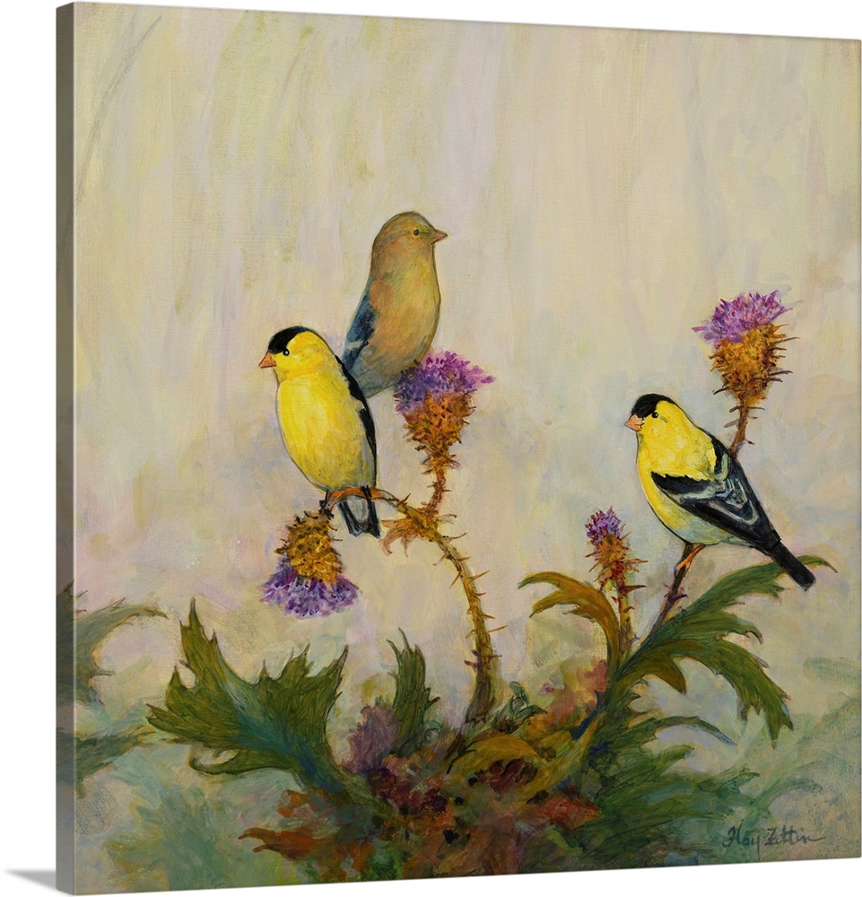 American Goldfinch No. 2