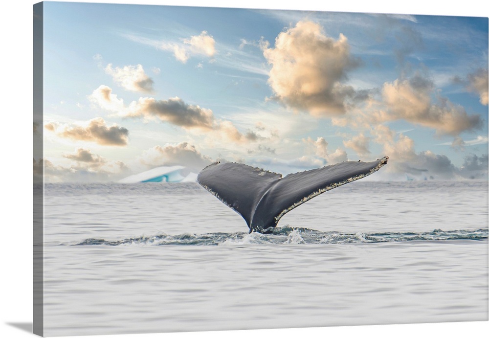 Antarctica Whale Tail III