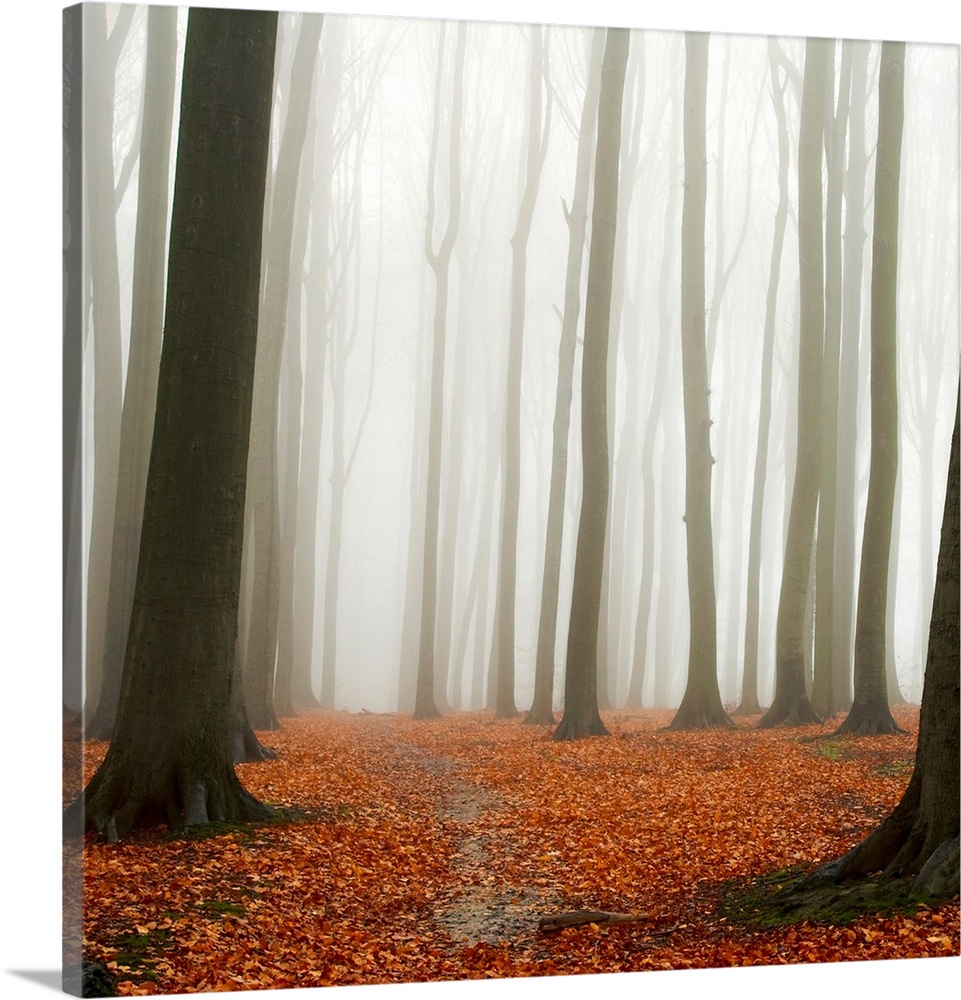 A square photograph of a forest engulfed by a mist with a layer of leaves on the ground.