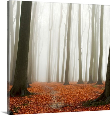 Autumn Forest Floor