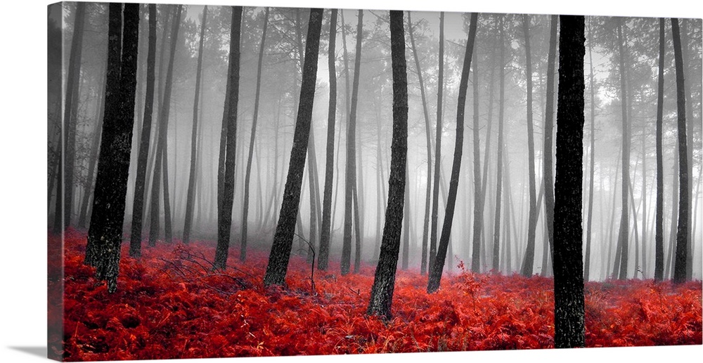 A panoramic photograph of a monochrome forest with bright red bed of plants.