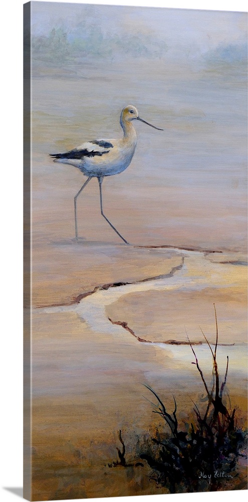 Avocet at Low Tide