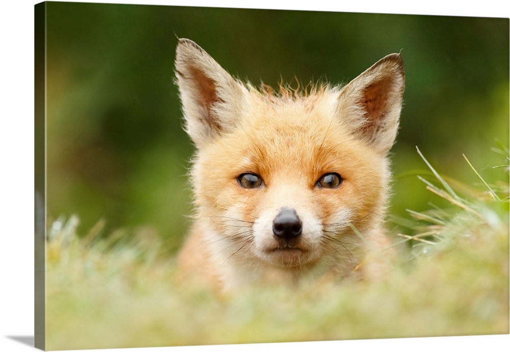 A photograph of a fox peering over tall grass.