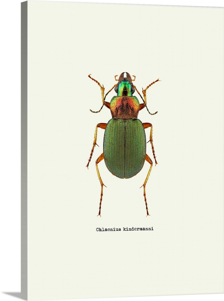 Image of a green beetle with the scientific name below it, Chlaenius Kindermanni.