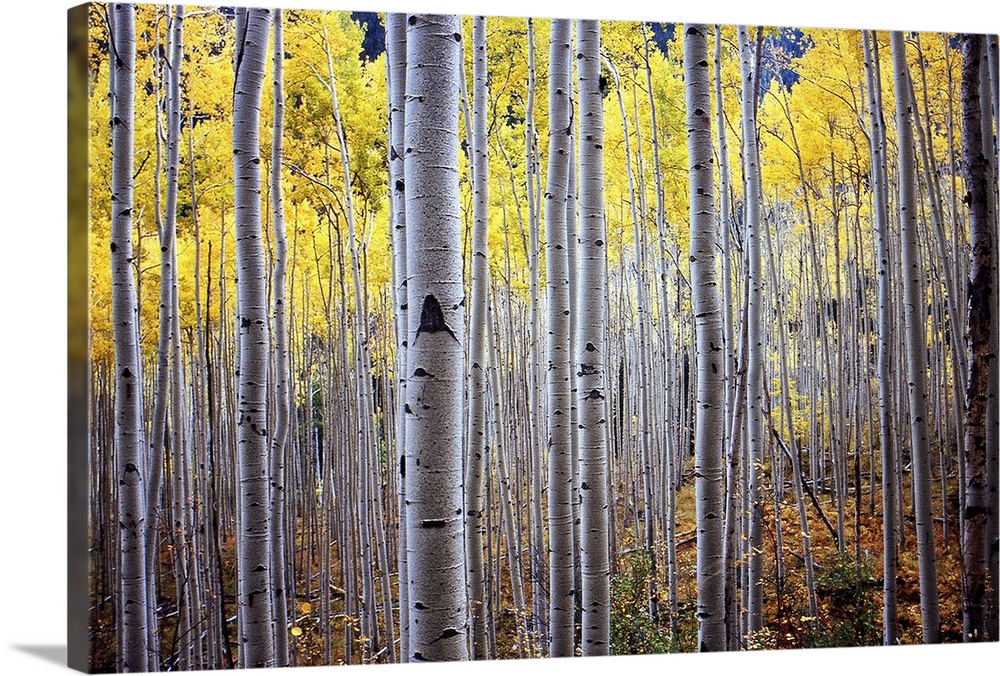 A horizontal photograph of a thick forest of birch trees with yellow leaves.