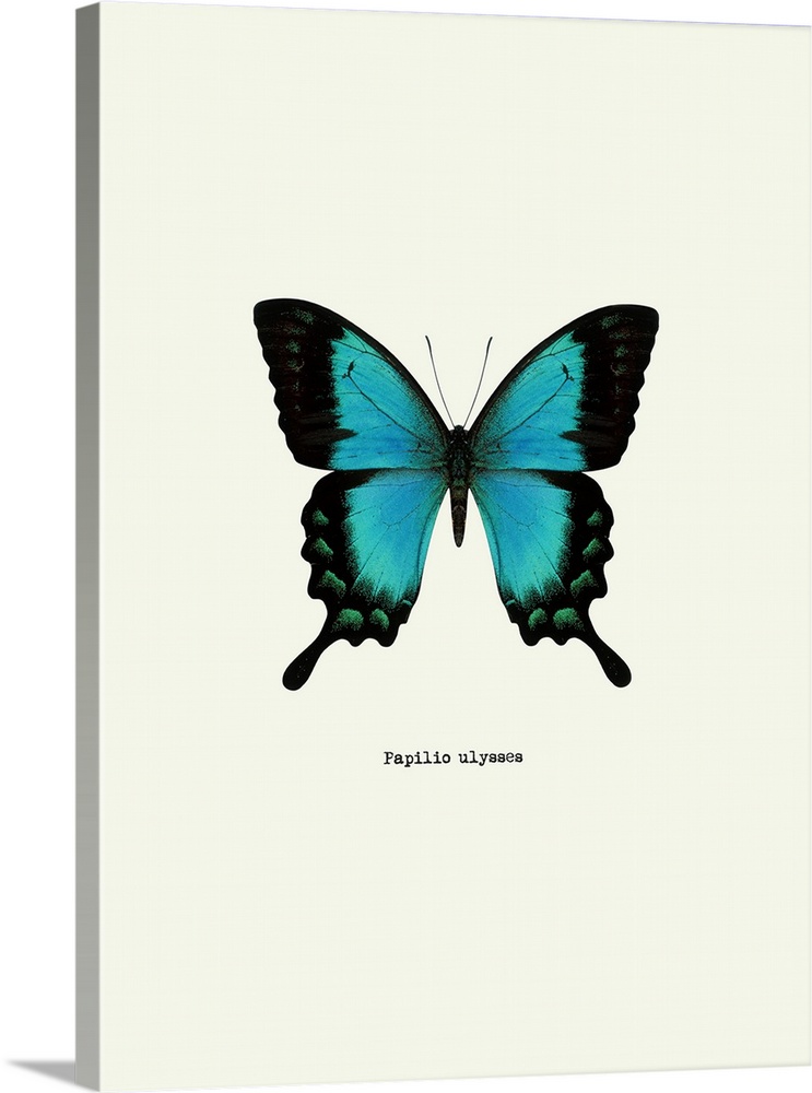 Image of a blue butterfly with the scientific name below it, Papilio Ulysses.