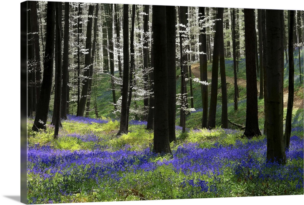 A photograph of an idyllic dense forest scene with purple flowers on the ground.