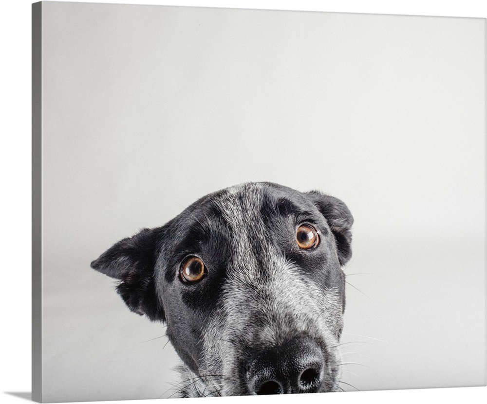 Portrait of an Australian Cattledog with soulful eyes.