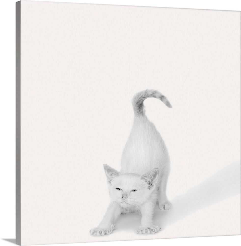 A square image of a white kitten stretching.