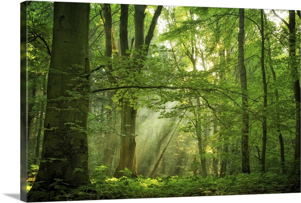 A photograph of a forest lit up in sunlight piercing through the canopy.