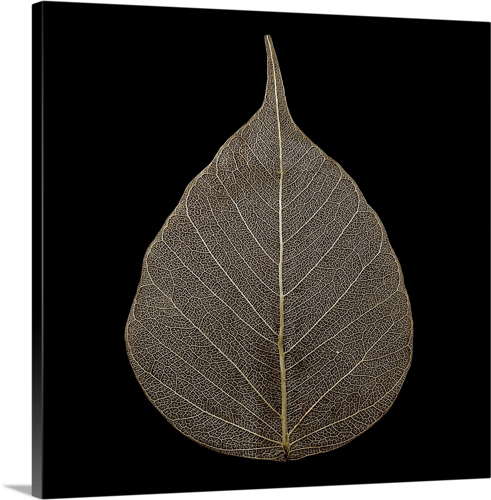 Photograph of a single brown leaf on black.