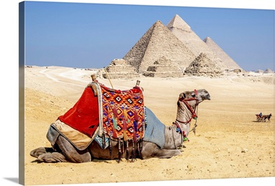 Camel Resting By The Pyramids, Giza, Egypt