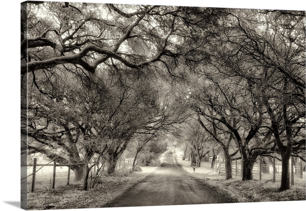 A black and white photograph of a dirt road encompassed by large trees on either side.
