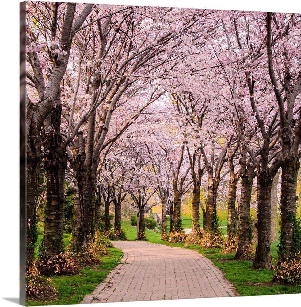Cherry Blossom Trail