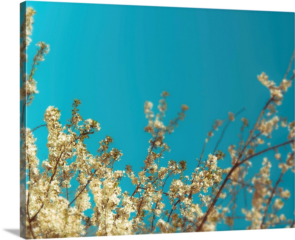 Cherry Tree Blossoms