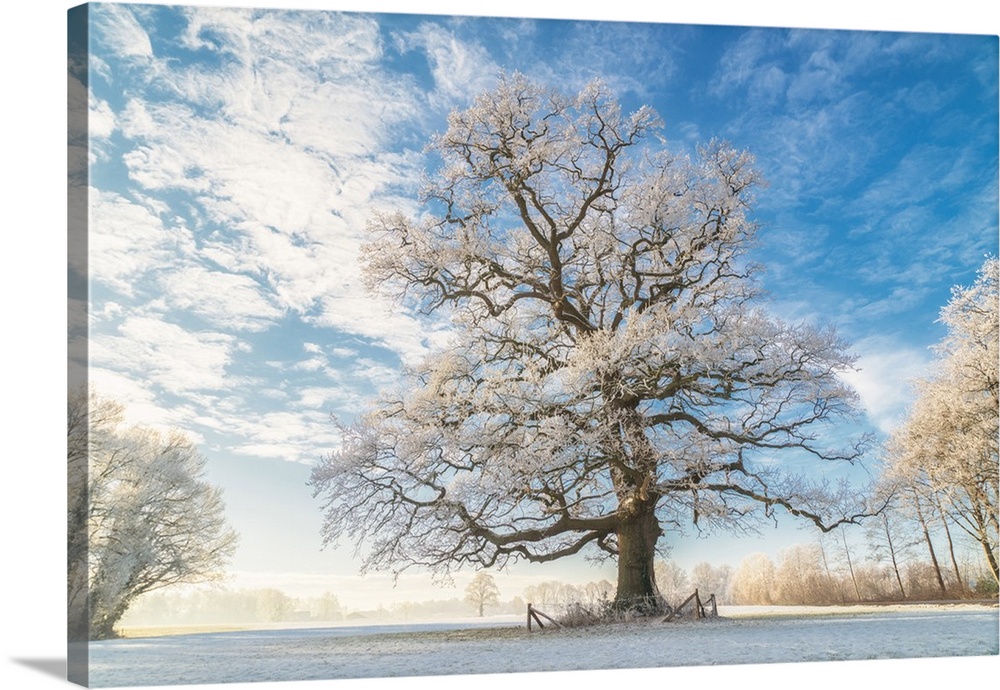 Cold Oak Wall Art, Canvas Prints, Framed Prints, Wall Peels Great Big