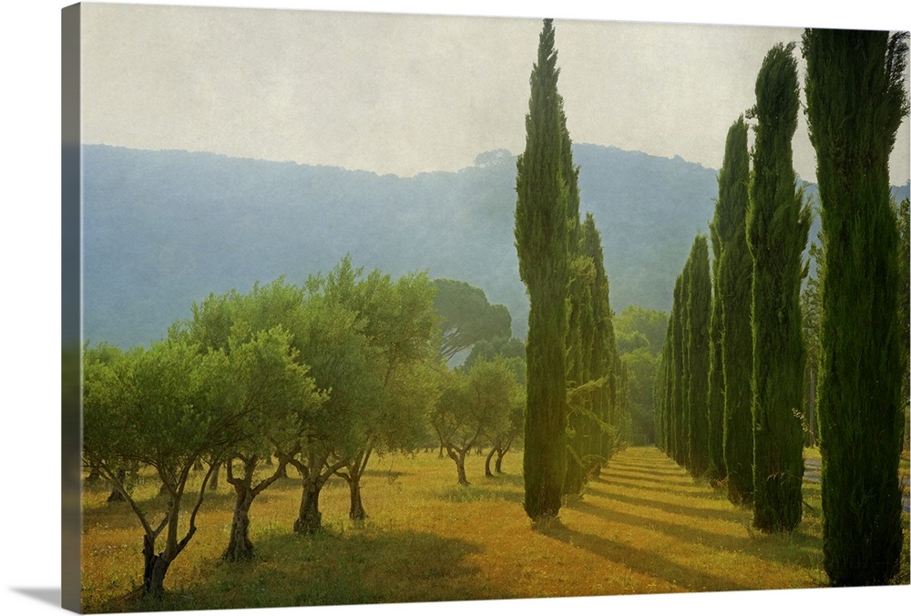 A photograph of an idyllic countryside scene, with late afternoon light hitting cypress trees and creating long shadows.