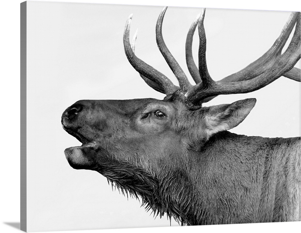 Black and white photograph of a deer.