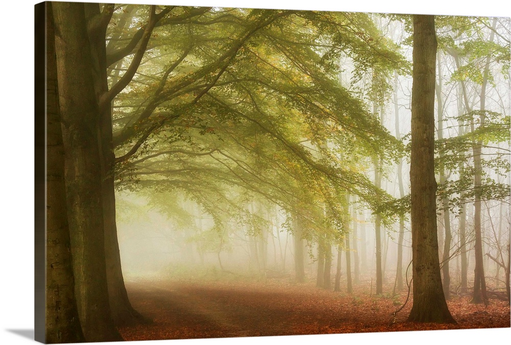 A dreamy photograph of path through a forest consumed with mist.