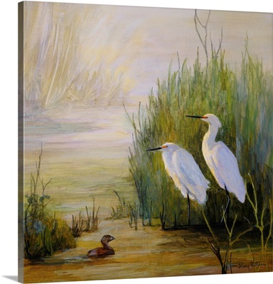 Egrets and Grebe