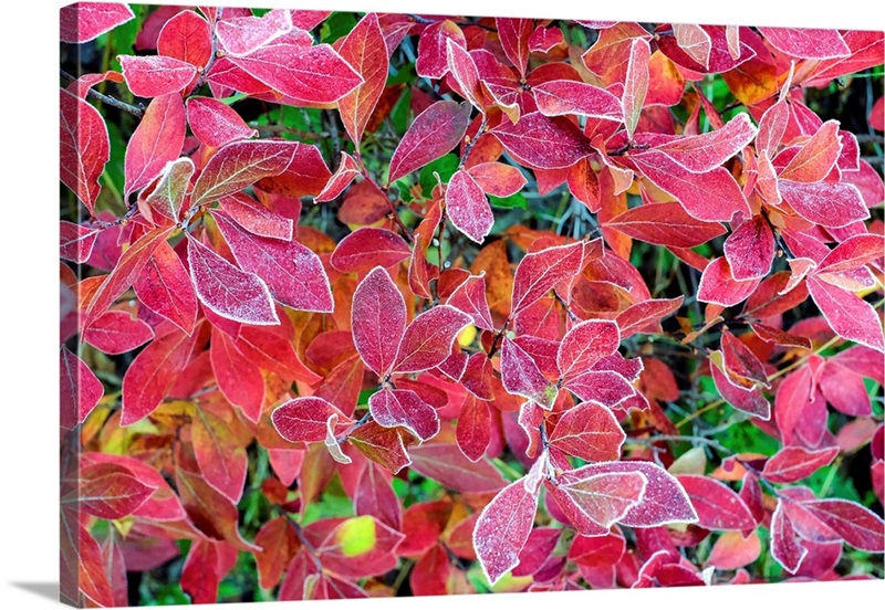 First Frost | Great Big Canvas