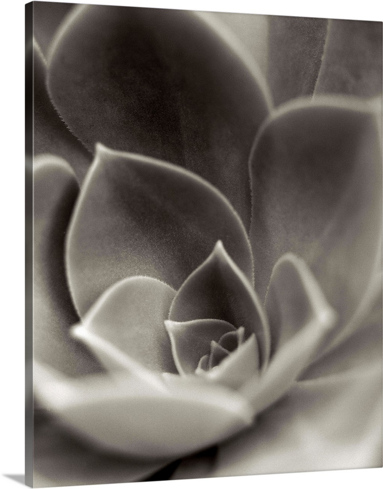 A black and white photograph of a close-up of a succulent plant.
