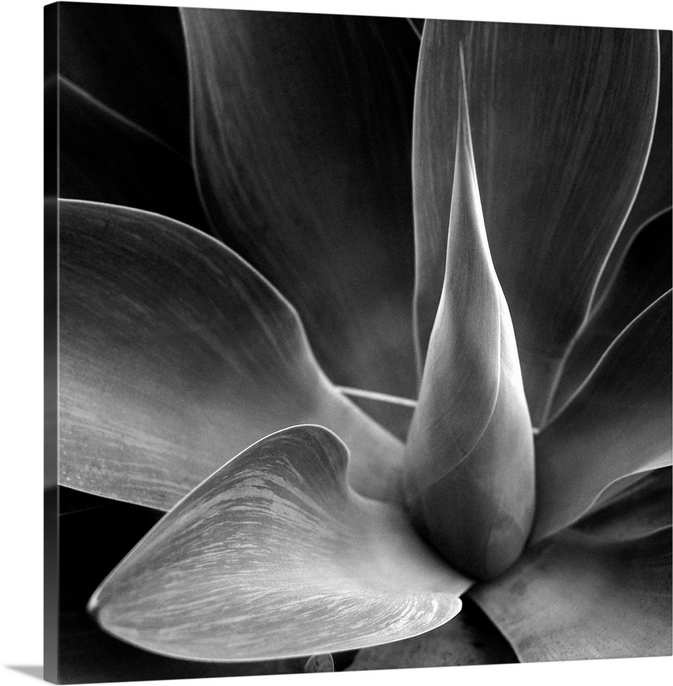 The heart of a large agave with a monochrome tint applied.