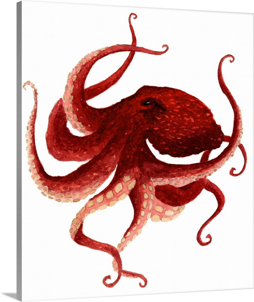 Giant Pacific Octopus - Red