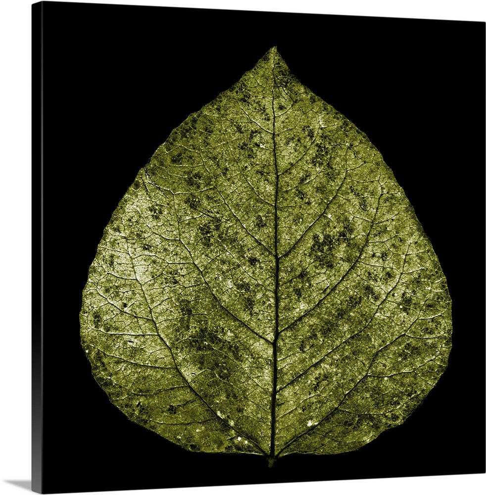 Photograph of a single yellow gold aspen leaf on black.