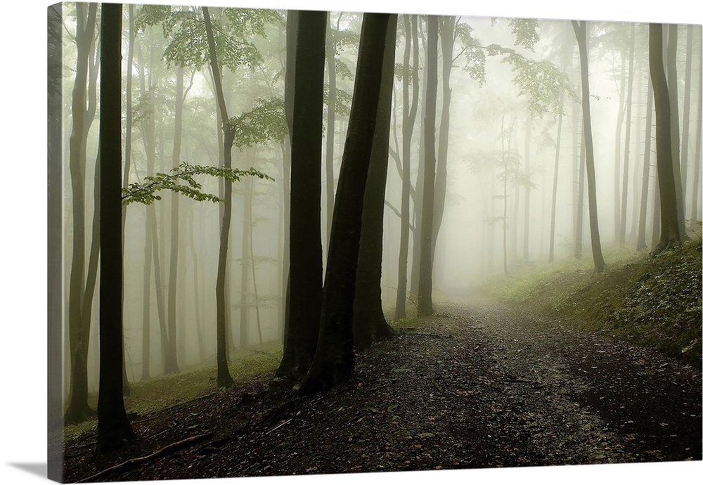 A horizontal photograph of a graveled path through a forest covered in mist.