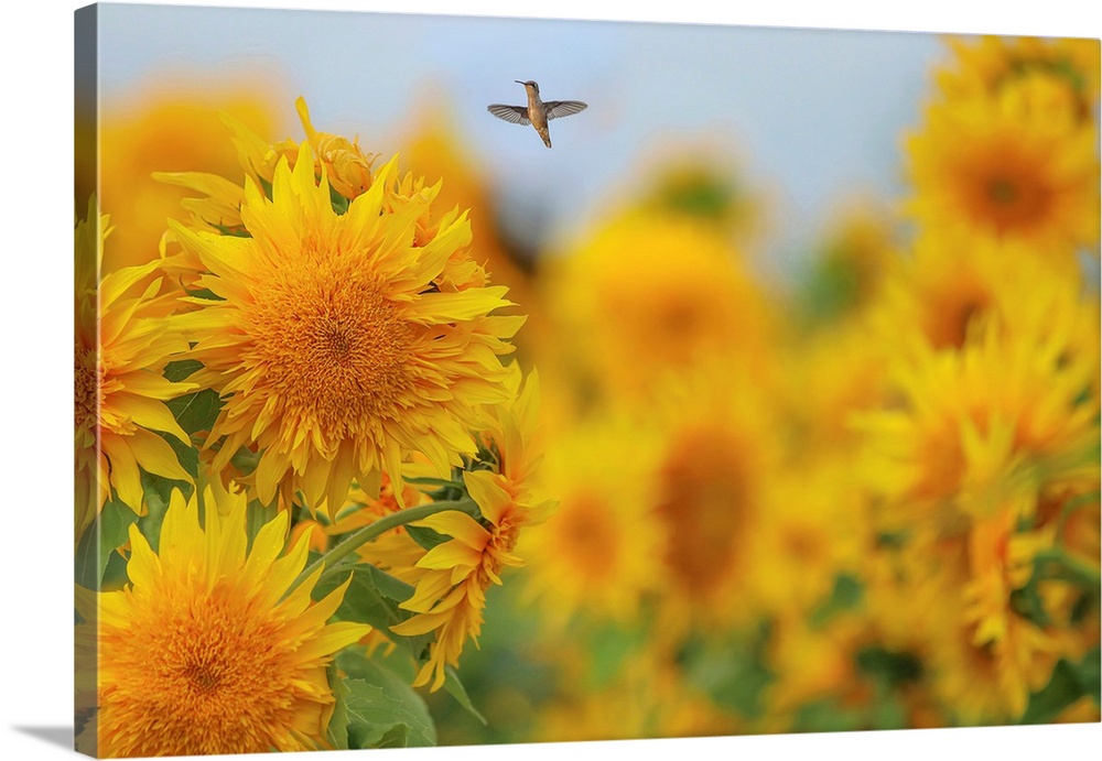 Happy Hummingbird and Sunflowers