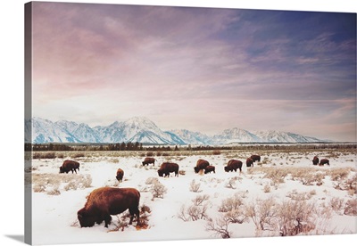 Herds Of The Tetons