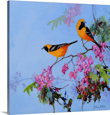 Hooded Oriole Pair