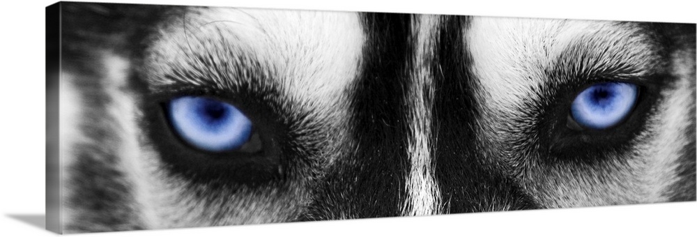 Black and white close up image of the eyes of a husky with the eyes colored blue.