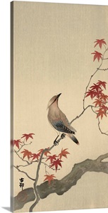 Japanese Waxwing on Maple, 1900-1936 image thumbnail