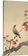 image thumbnail of Japanese Waxwing on Maple, 1900-1936