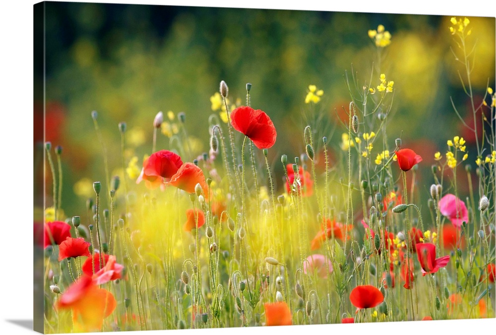 An image of a field of wildflowers in bright colors of red, pink and yellow.