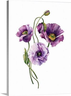 Lavender Lisianthus