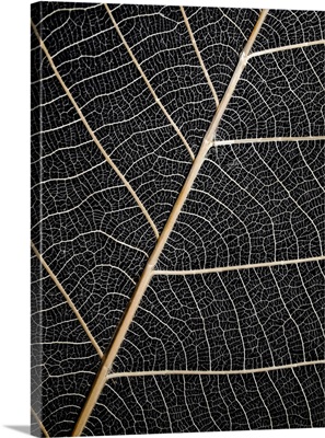 Leaf Veins printed as a Stretched Canvas Print