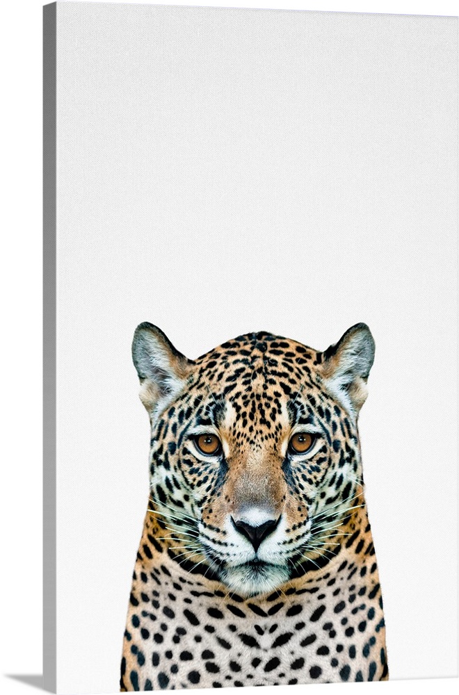 An image of a leopard.