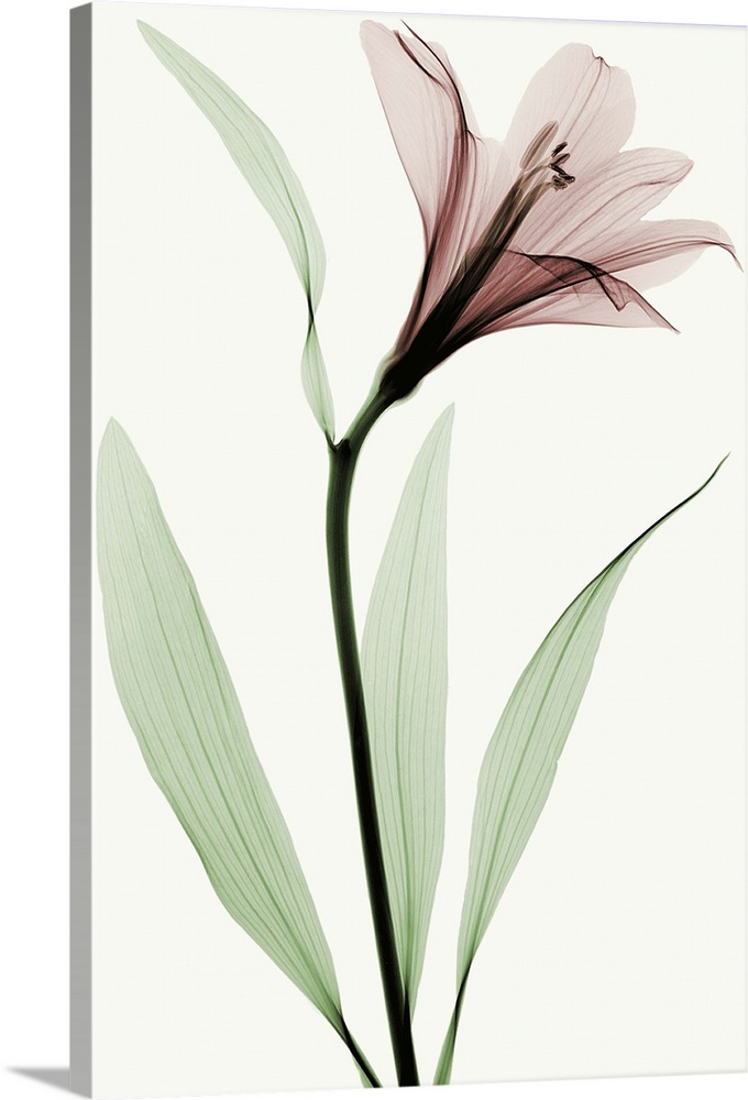 X-Ray photograph of a lily against a white background.