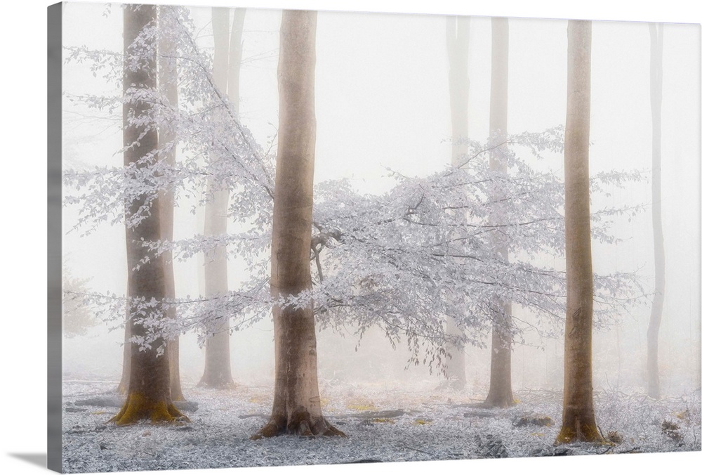 A photograph of a forest winter snow.