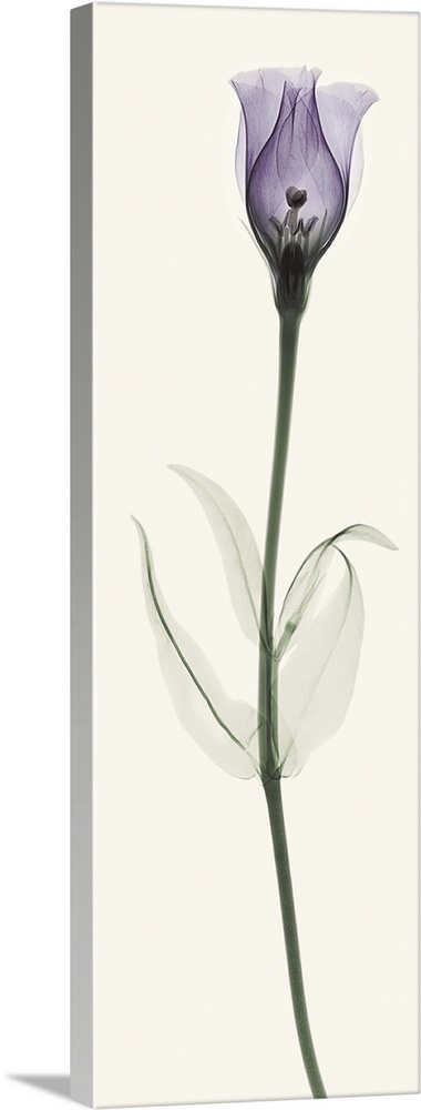 X-Ray photograph of a lisianthus flower against a white background.
