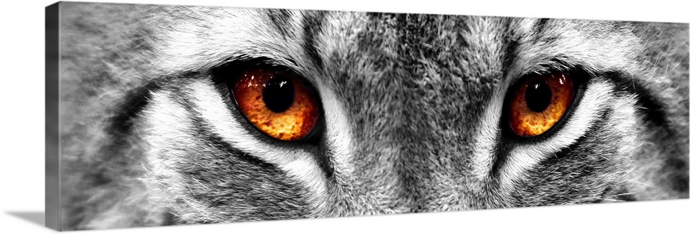 Black and white close up image of the eyes of a lynx with the eyes colored brown.