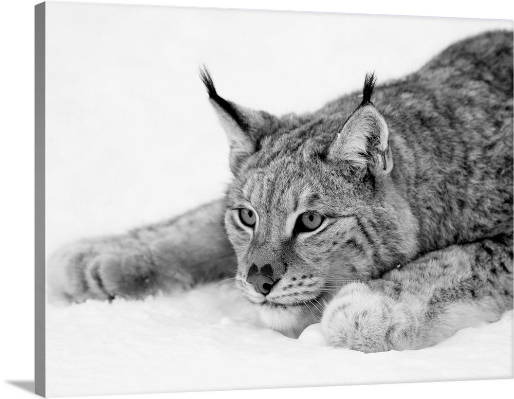 Black and white photograph of a lynx in the snow.
