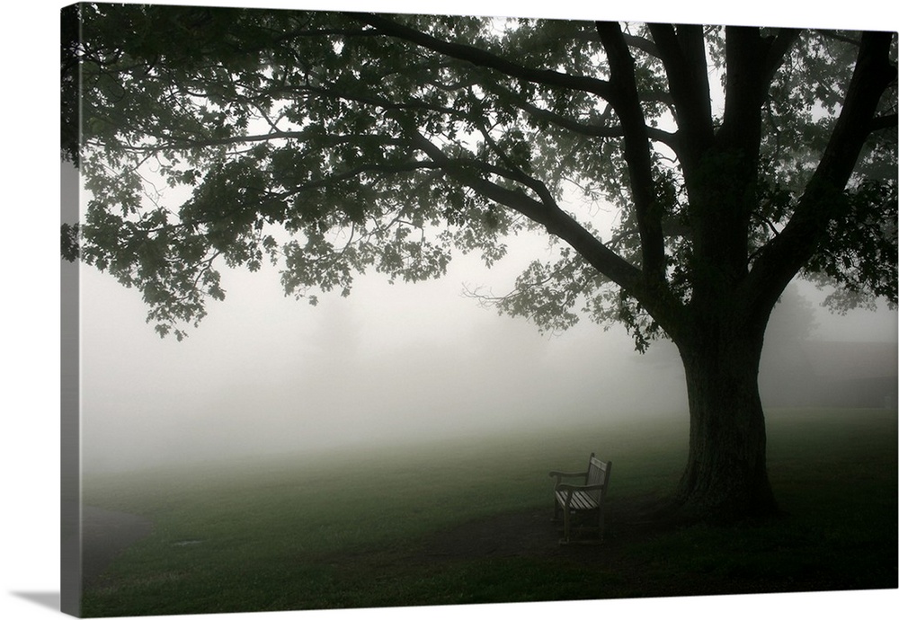 A horizontal photograph of a bench under a tree in the mist.
