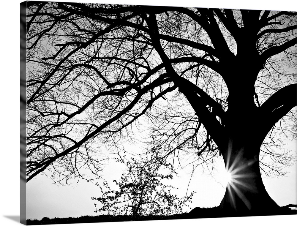 Black and white photograph of a large oak tree with the sun setting behind it.