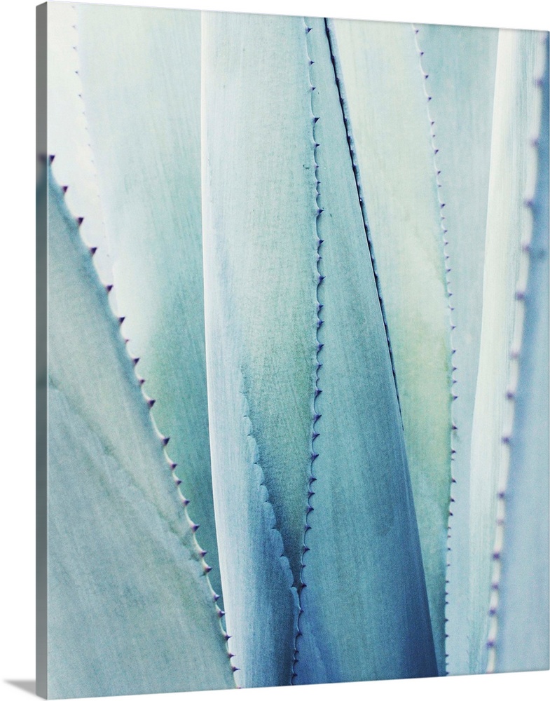 Close up photography of a pale blue agave plant.
